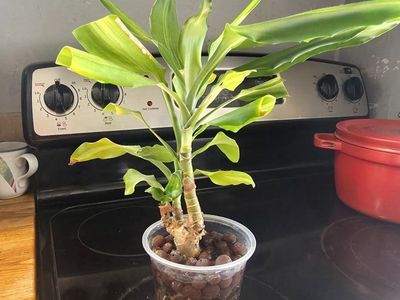Corn Plant