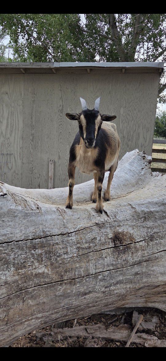 Nigerian Dwarf Goats - Does