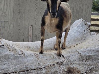 Nigerian Dwarf Goats - Does