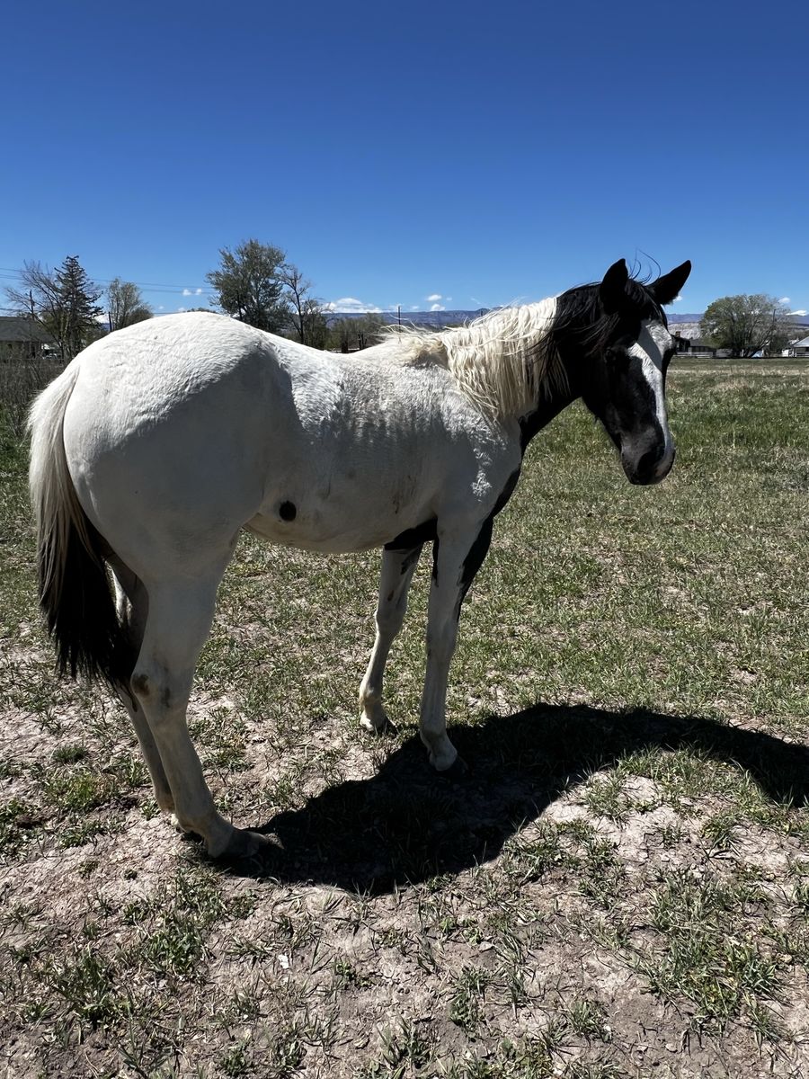 Blue Roan Paint Filly