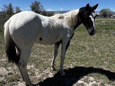 Blue Roan Paint Filly