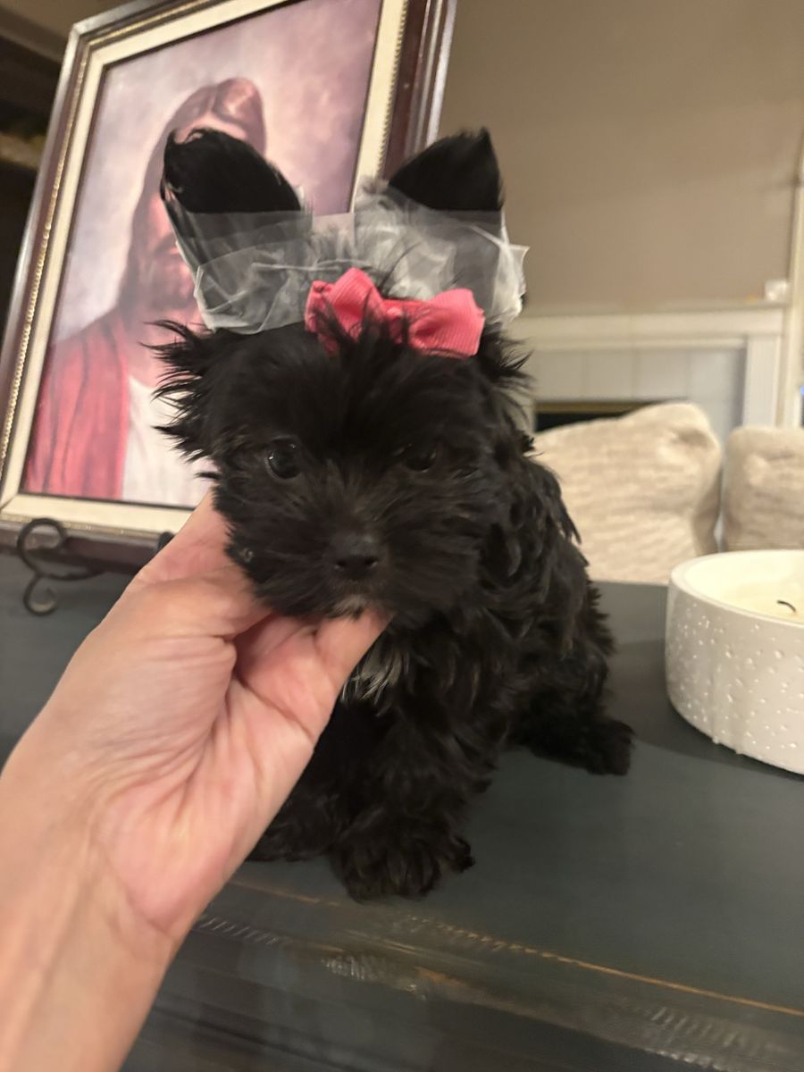 Females Teacup Yorkies puppies
