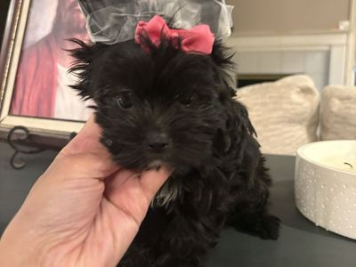 Females Teacup Yorkies puppies