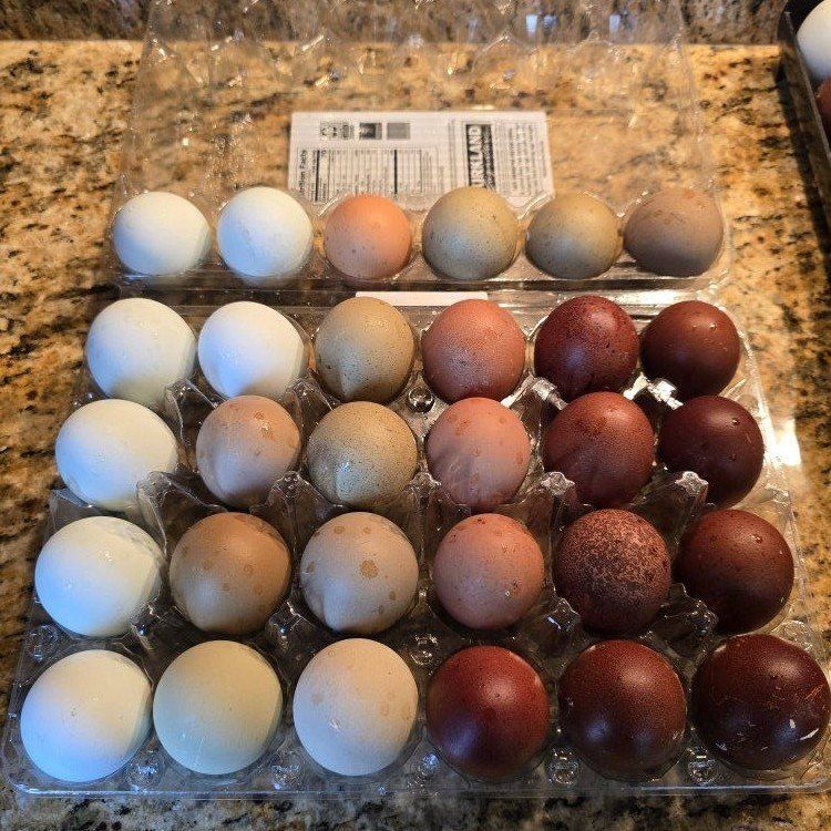 Rainbow Hatching Eggs