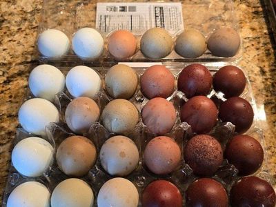 Rainbow Hatching Eggs