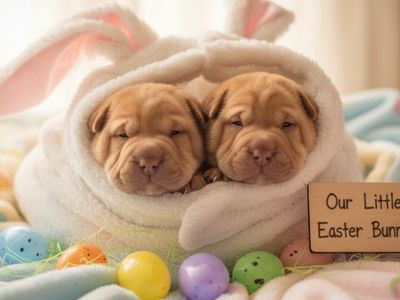 AKC Champion Chinese Shar Pei Puppies