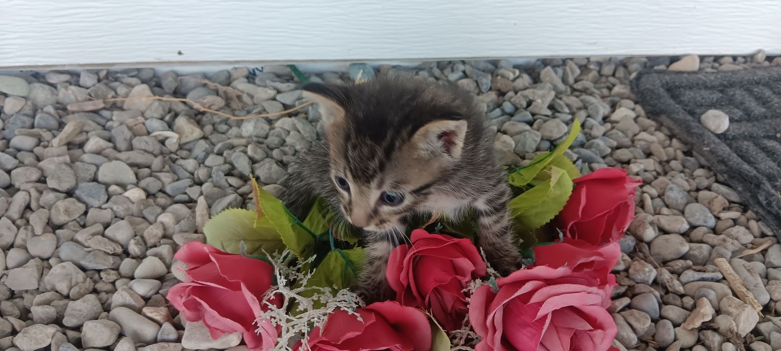 Adorable Kittens for Sale!