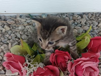 Adorable Kittens for Sale!