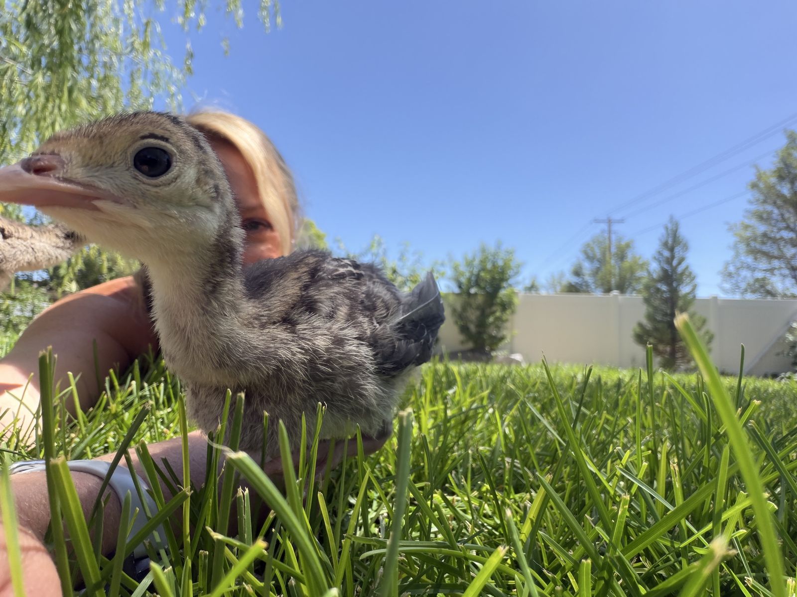Friendly, gorgeous Narragansett Turkey Chicks!
