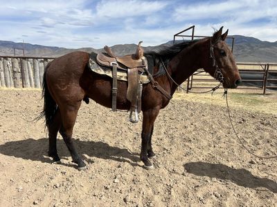 4 Year Old AQHA Bay gelding