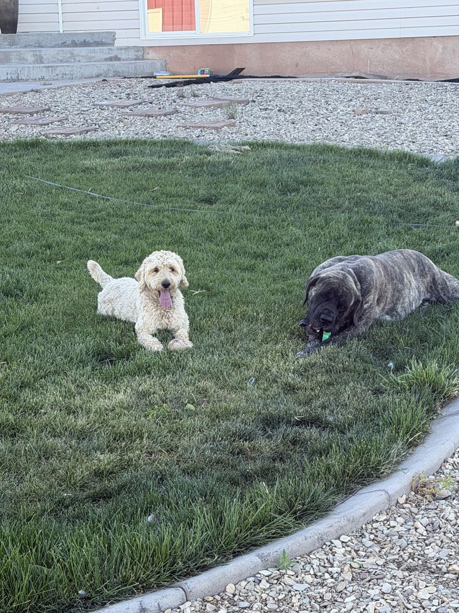 Two Loving Female Dogs Looking for Great Homes – $100 OBO