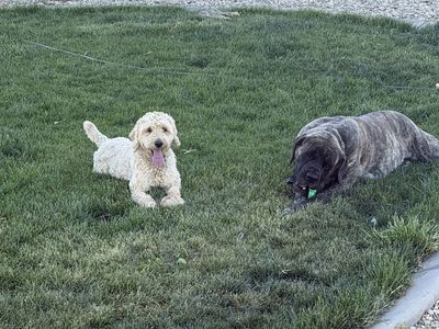 Two Loving Female Dogs Looking for Great Homes – $100 OBO