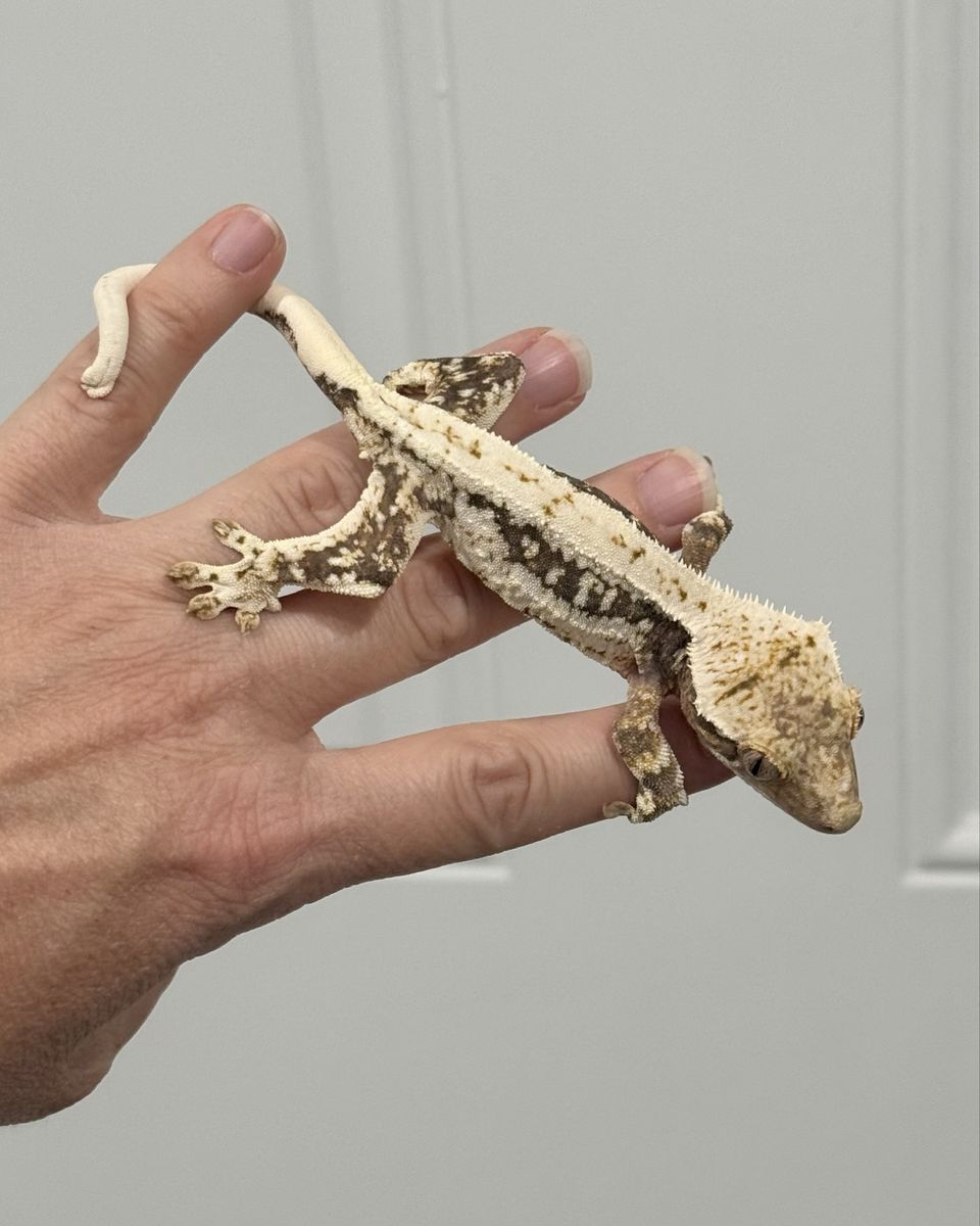 100% Het Axanthic Lilly Female