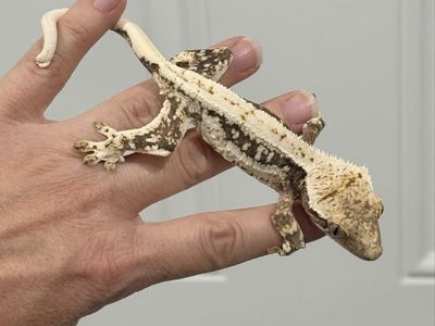 100% Het Axanthic Lilly Female
