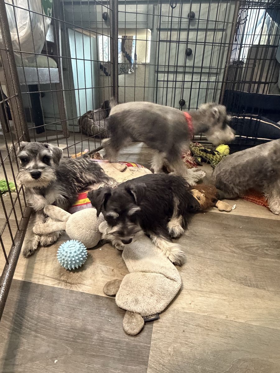 AKC Mini Schnauzer pups ~PRICE REDUCED~