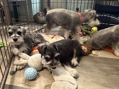 AKC Mini Schnauzer pups ~PRICE REDUCED~