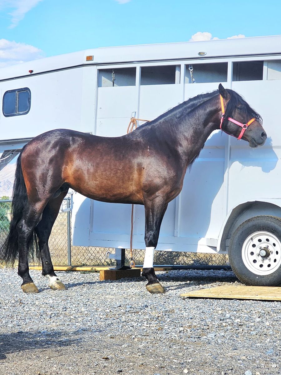 Andaluz/Quarter Cross Dark Bay Horse with Long Thick Mane (no papers)