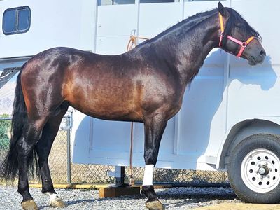 Andaluz/Quarter Cross Dark Bay Horse with Long Thick Mane (no papers)