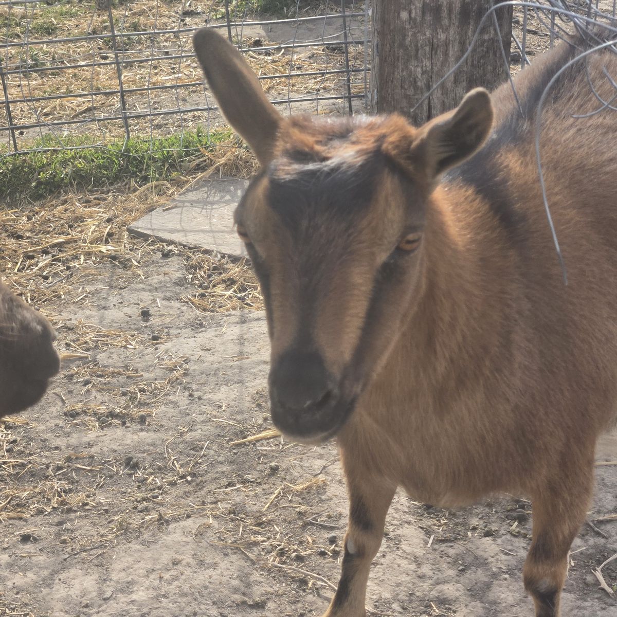 Nigerian Dwarf Doe – Pregnant & Ready for a New Home
