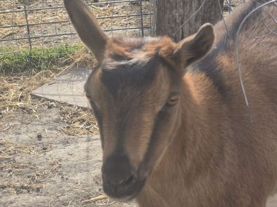 Nigerian Dwarf Doe – Pregnant & Ready for a New Home