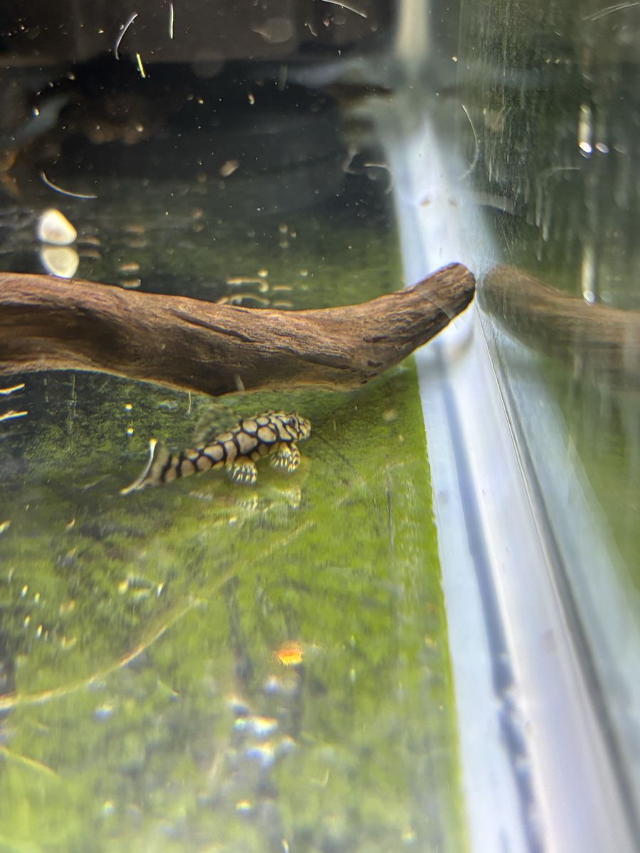 L-519 Rio Itenez Pleco