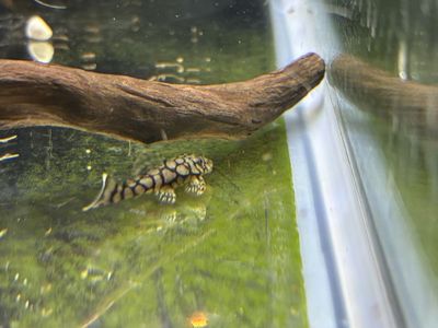 L-519 Rio Itenez Pleco