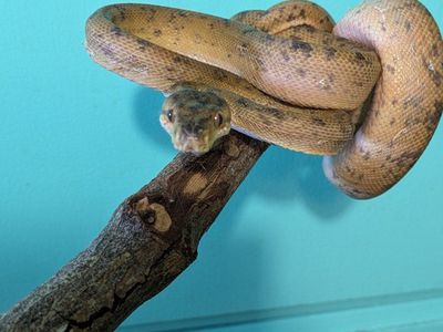 amazon tree boa