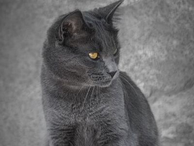 Hello my name is Ballou