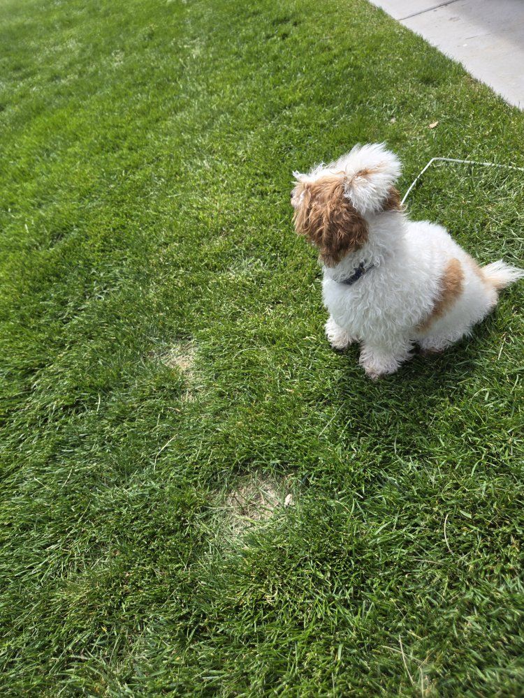 Bishop frise toy poodle mix