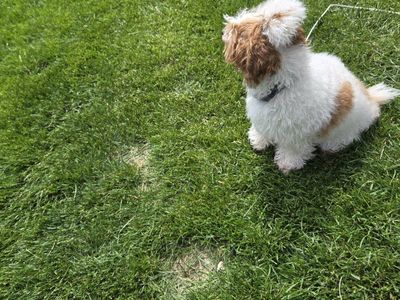 Bishop frise toy poodle mix