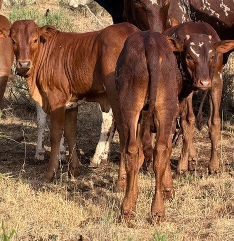 Fresh Rope Calves
