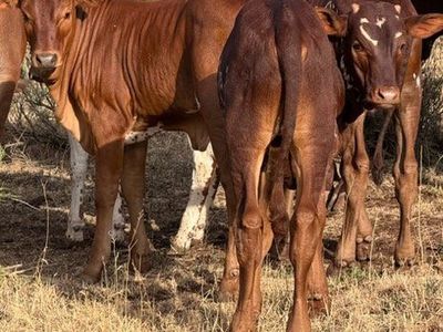 Fresh Rope Calves