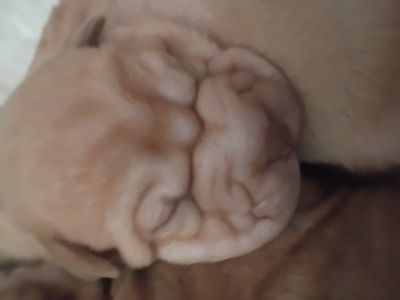 AKC Champion Chinese Shar Pei Puppies