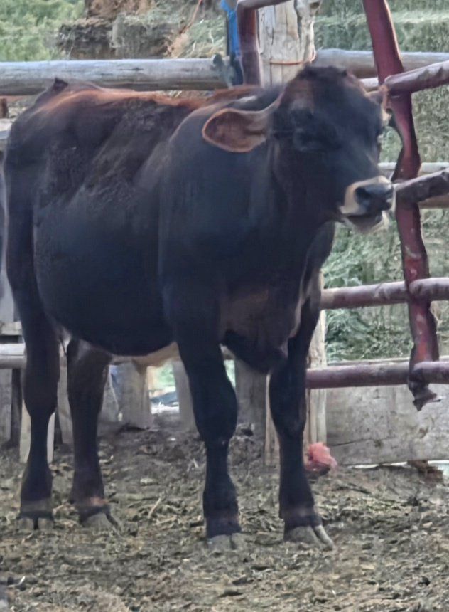 Angus (3/4) Jersey(1/4) Steer
