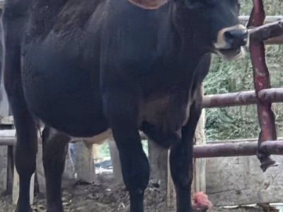 Angus (3/4) Jersey(1/4) Steer