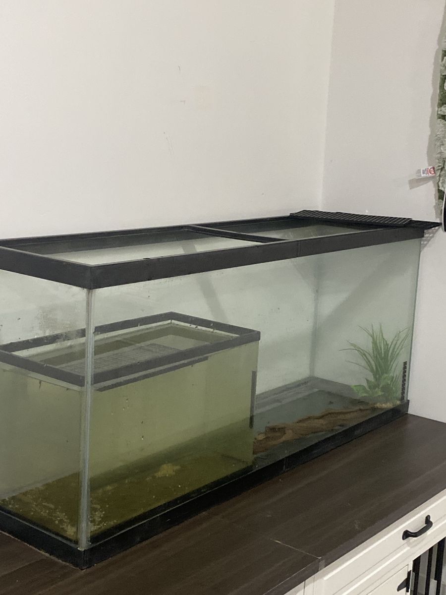 55 Gallon Tank