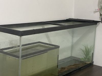 55 Gallon Tank