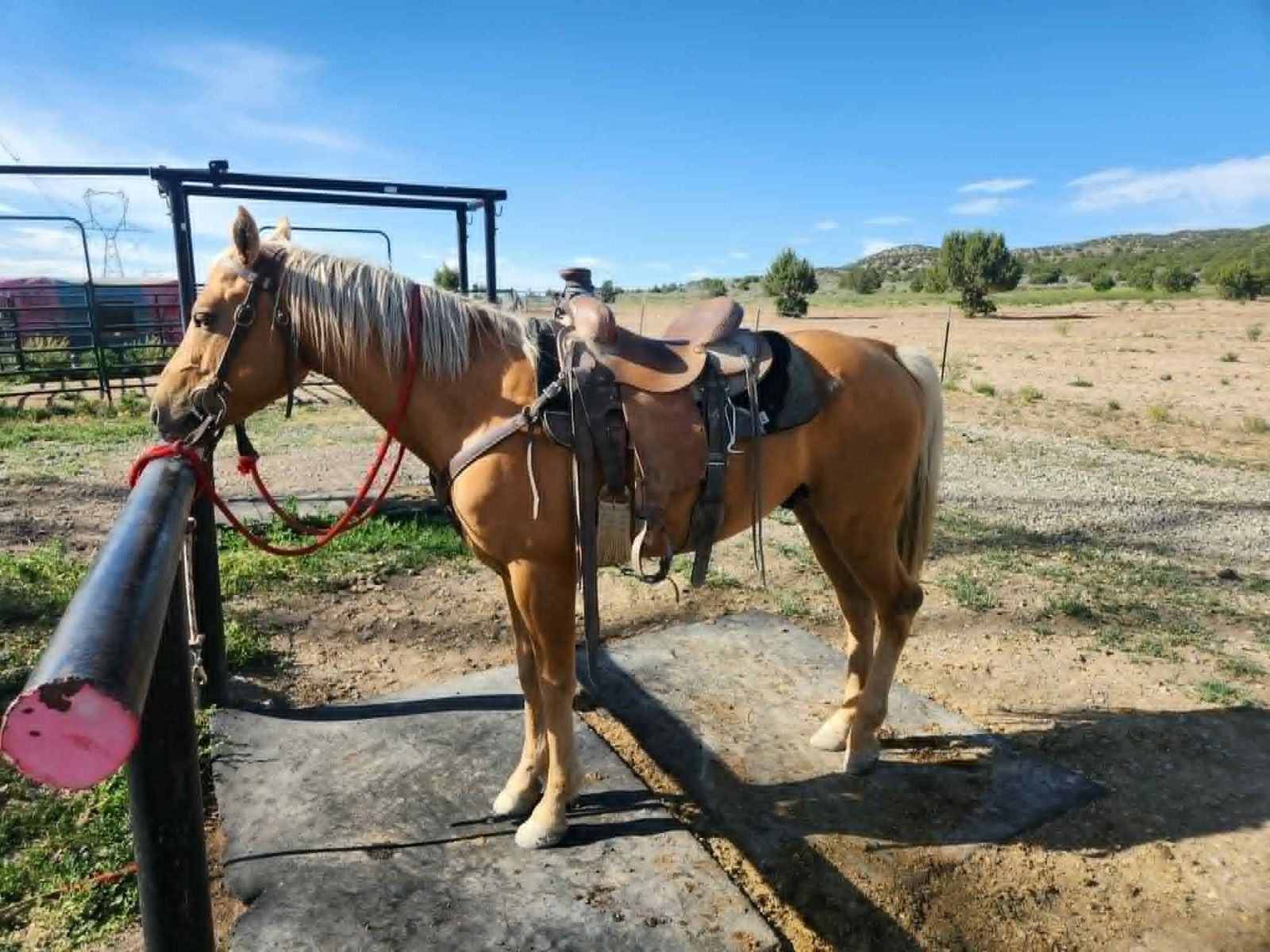 Premium 2017 AQHA Palomino Stallion
