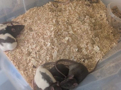 Rats for sale. $5 obo.