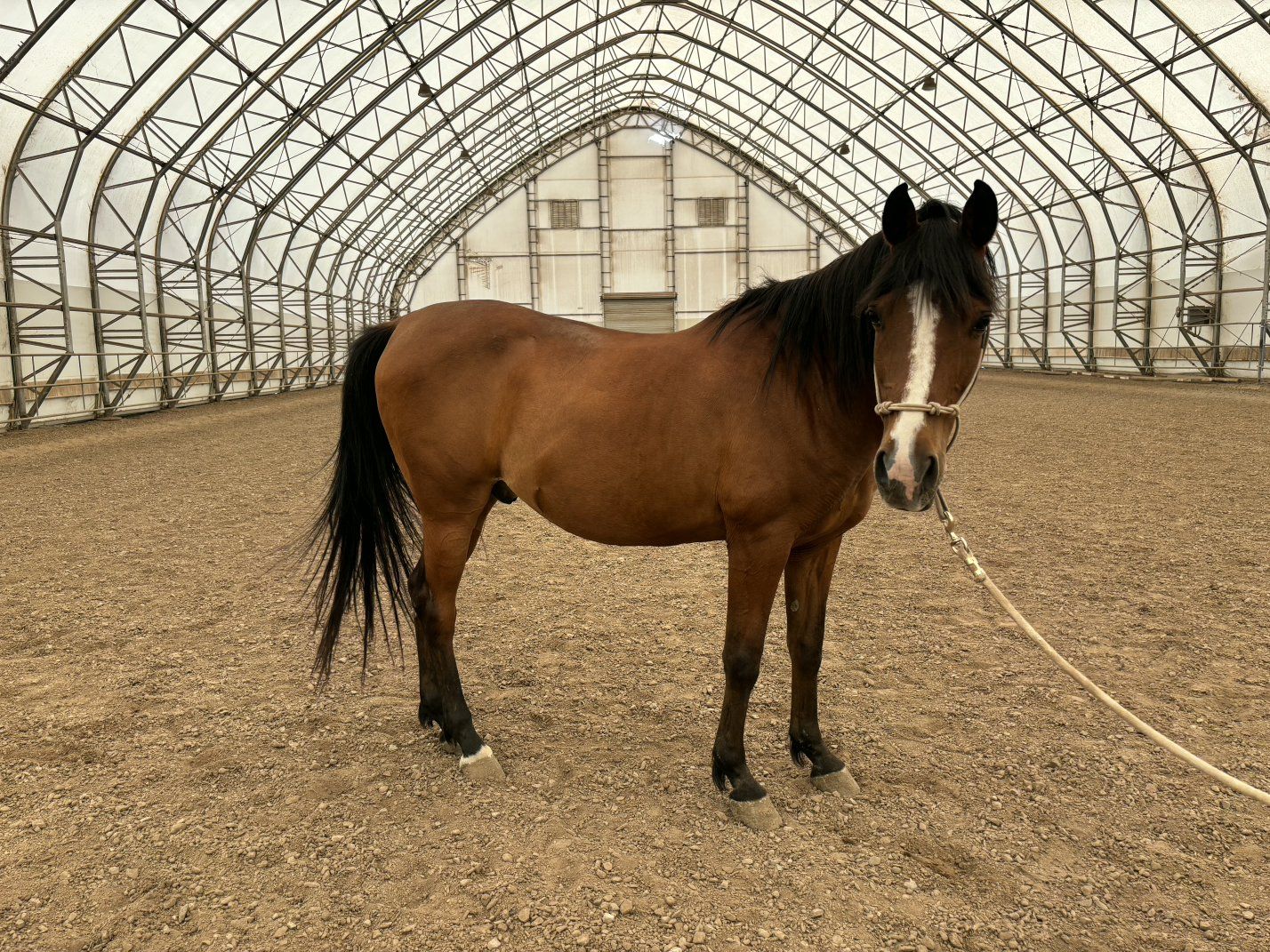 18yr Registered Half Arabian Companion OBO