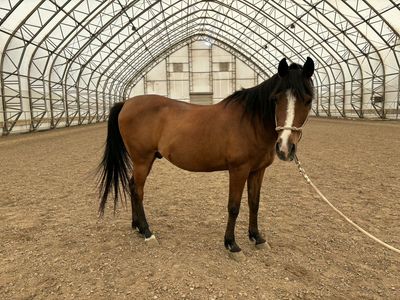 18yr Registered Half Arabian Companion OBO