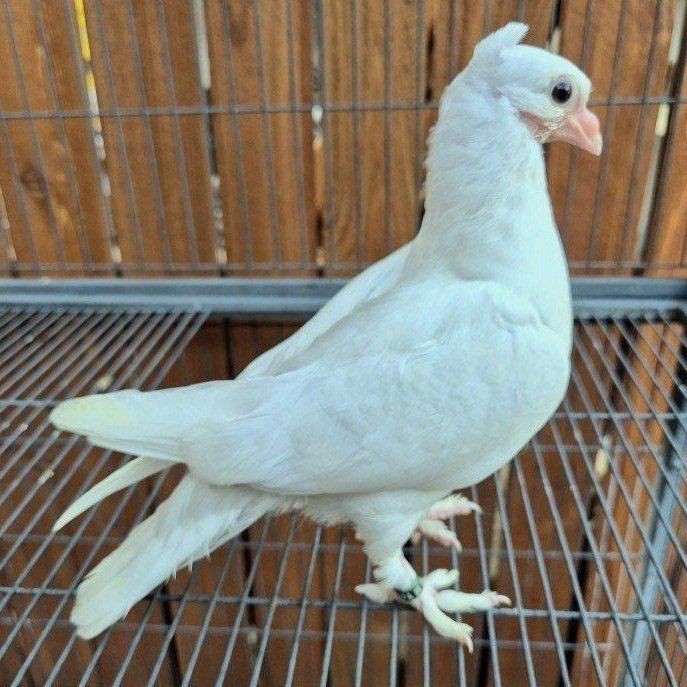 Hand-reared Fancy Juvenile Pigeons