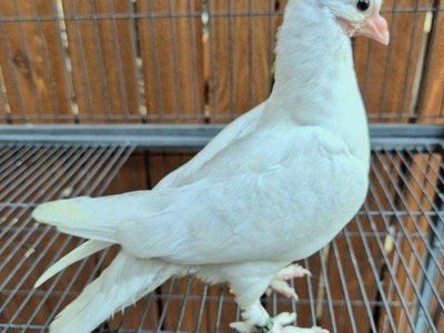Hand-reared Fancy Juvenile Pigeons
