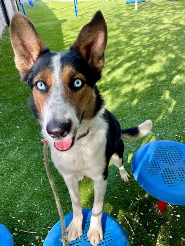 A161445 Suki Available for Adoption!