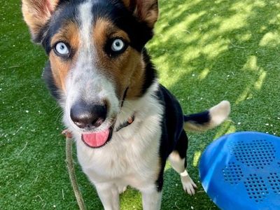 A161445 Suki Available for Adoption!