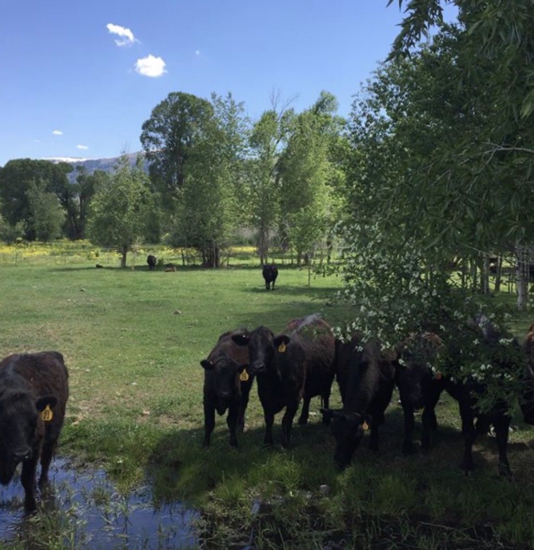 full blood waygu heifers