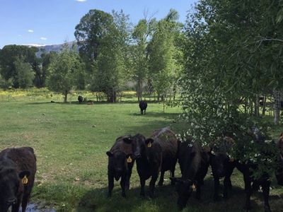 full blood waygu heifers