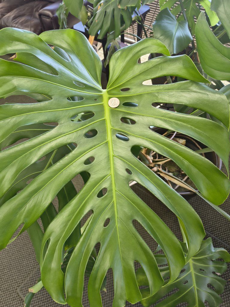 Free Monstera Deliciosa