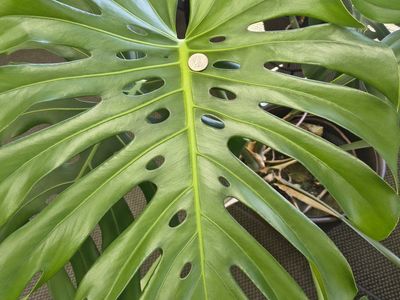 Free Monstera Deliciosa