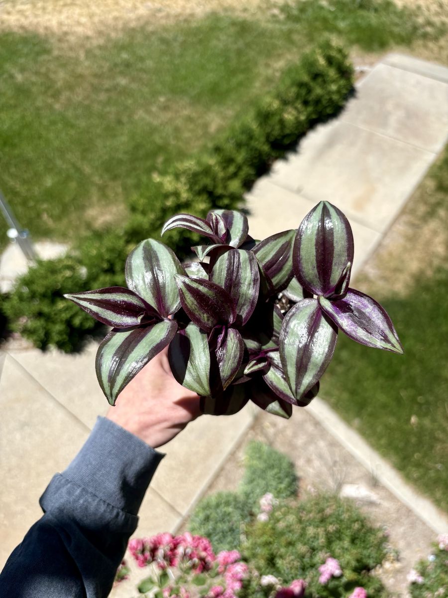 Potted Tradescantia Zebrina Houseplant